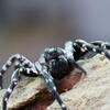 Burrowing in captive juvenile Desertas wolf spiders (Hogna ingens)